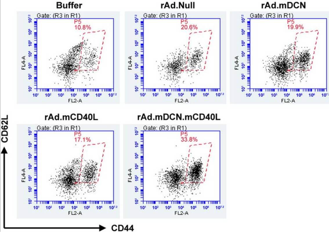 Flow cytometry was used to detect the changes of cytotoxic T lymphocytes after treatment with oncolytic adenovirus. (OA Literature)