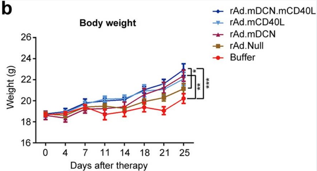 Changes in body weight over time in CD40L-loaded oncolytic adenovirus treated and control mice following subcutaneous injection of CT26 tumor cells. (OA Literature)