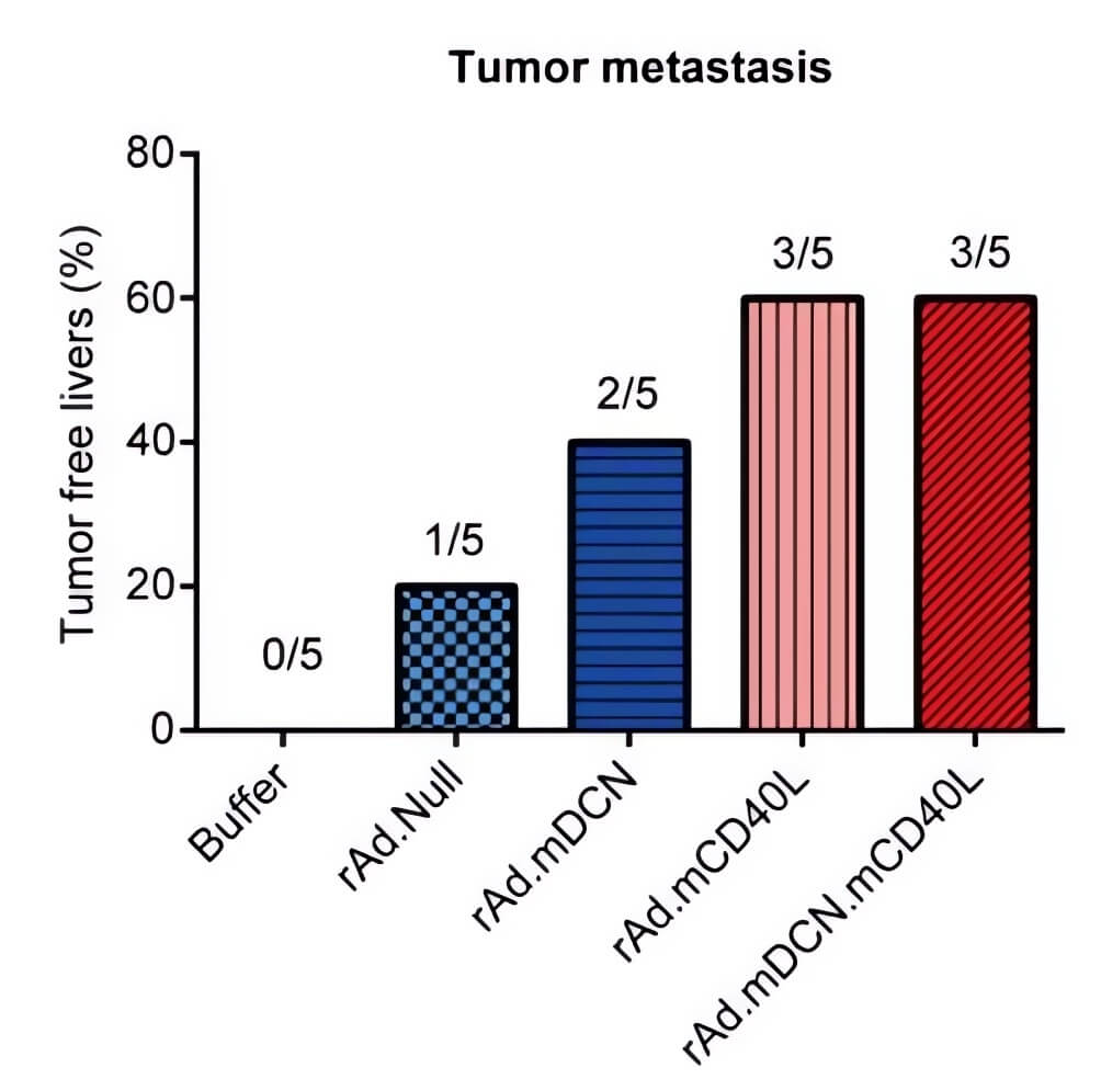 Oncolytic adenovirus loaded with CD40L inhibited liver metastasis of tumors formed by subcutaneous injection of CT26 cells. (OA Literature)