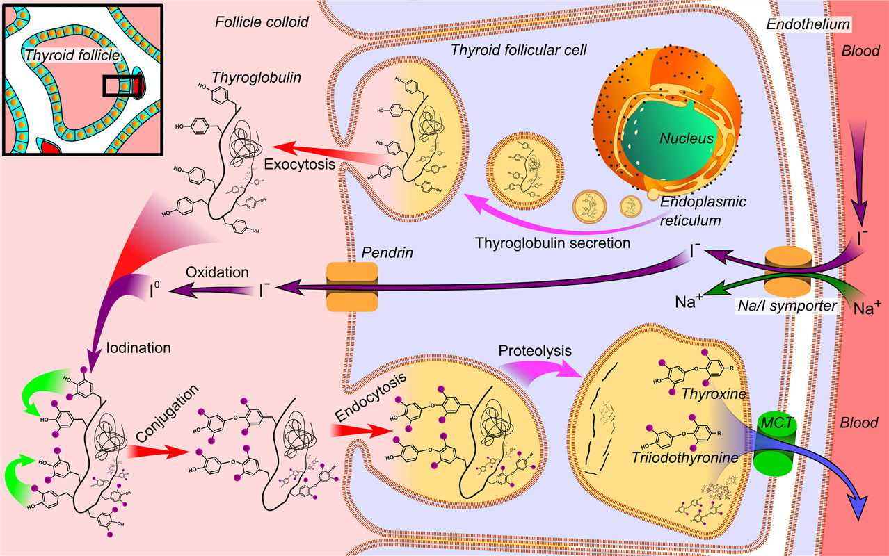 Schematic representation of thyroid hormone synthesis with the Na/I symporter visible on the right. (OA Literature)