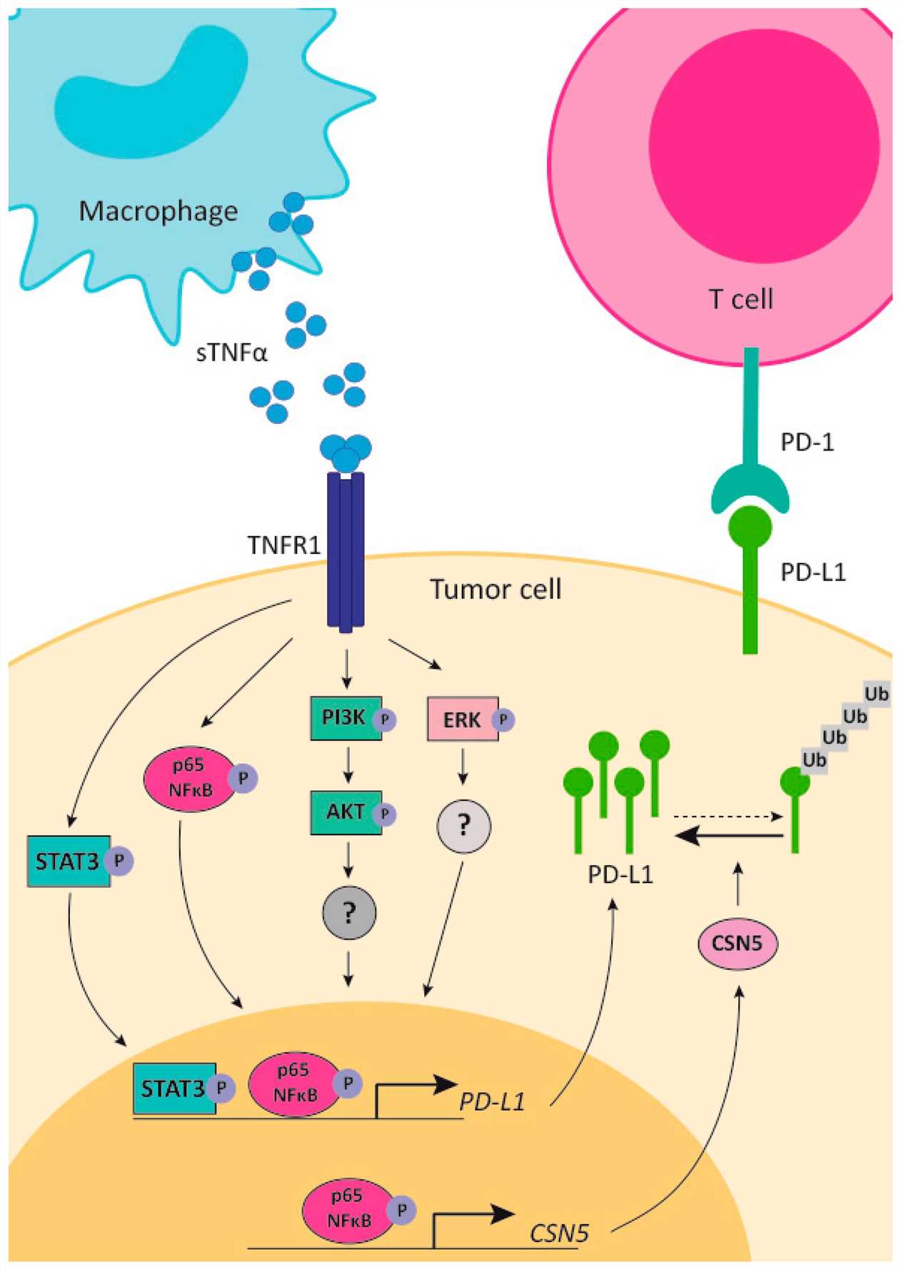 Mechanisms of action of TNF-α and its related signaling pathways. (OA Literature)