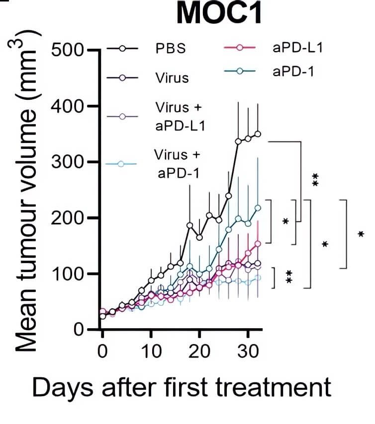 Oncolytic adenovirus loaded with TNF-α was used in combination with immune checkpoint inhibitors to slow tumor growth. (OA Literature)