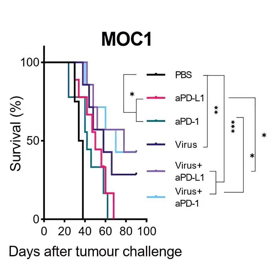 Oncolytic adenovirus loaded with TNF-α and immune checkpoint inhibitors prolonged survival. (OA Literature)