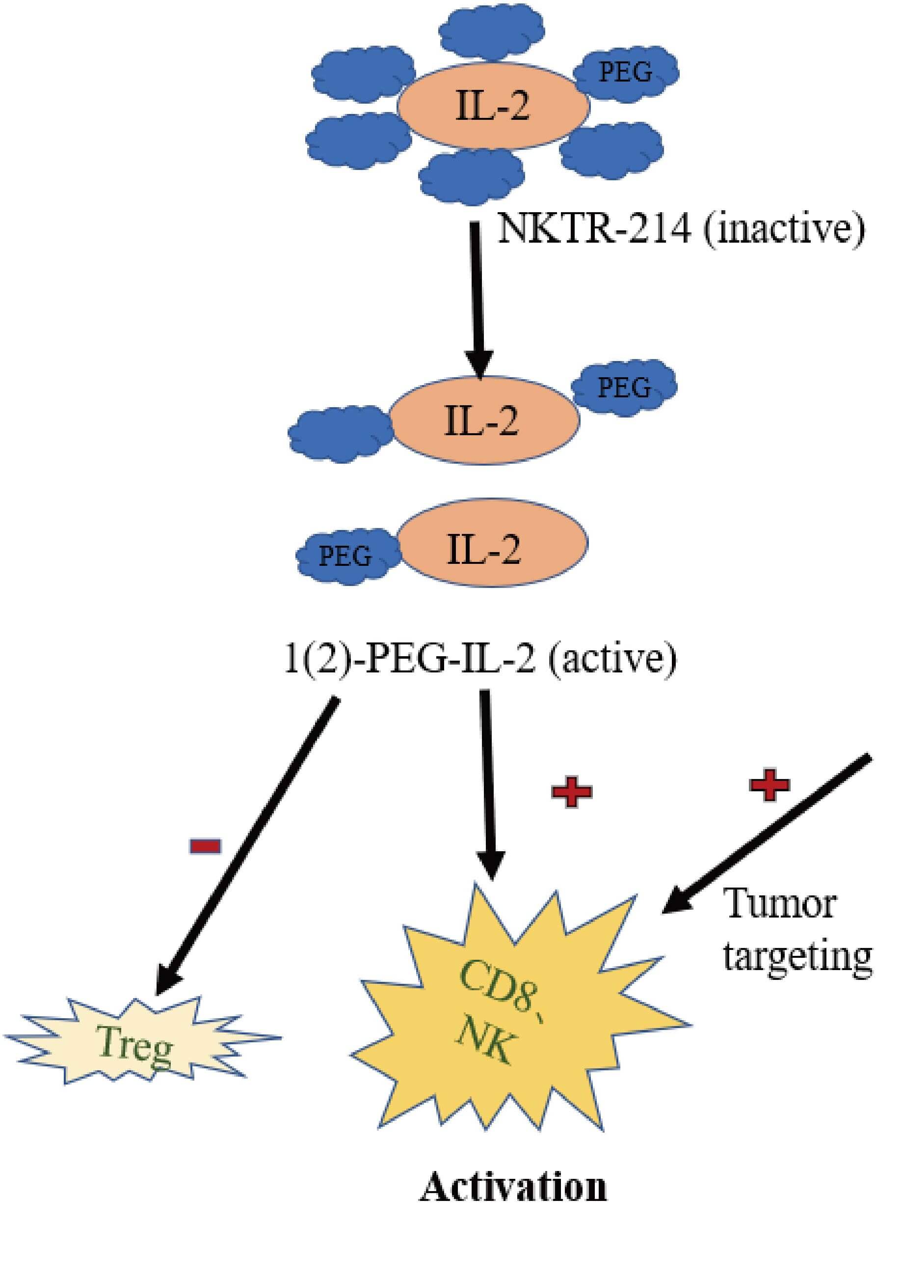 Effects of IL-2 cytokine on immune cells (Treg cells, NK cells and CD8+ cells). (OA Literature)