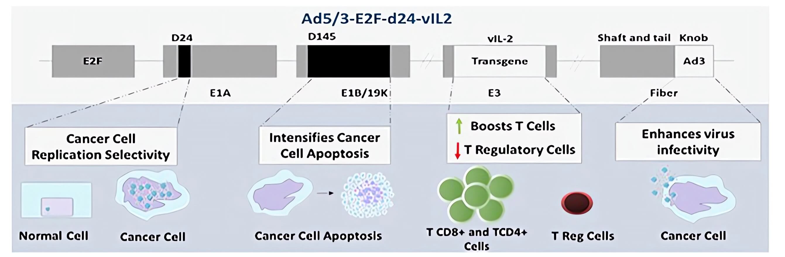 Schematic representation of the oncolytic adenovirus genome loaded with IL-2 variants and the functions of the edited parts. (OA Literature)