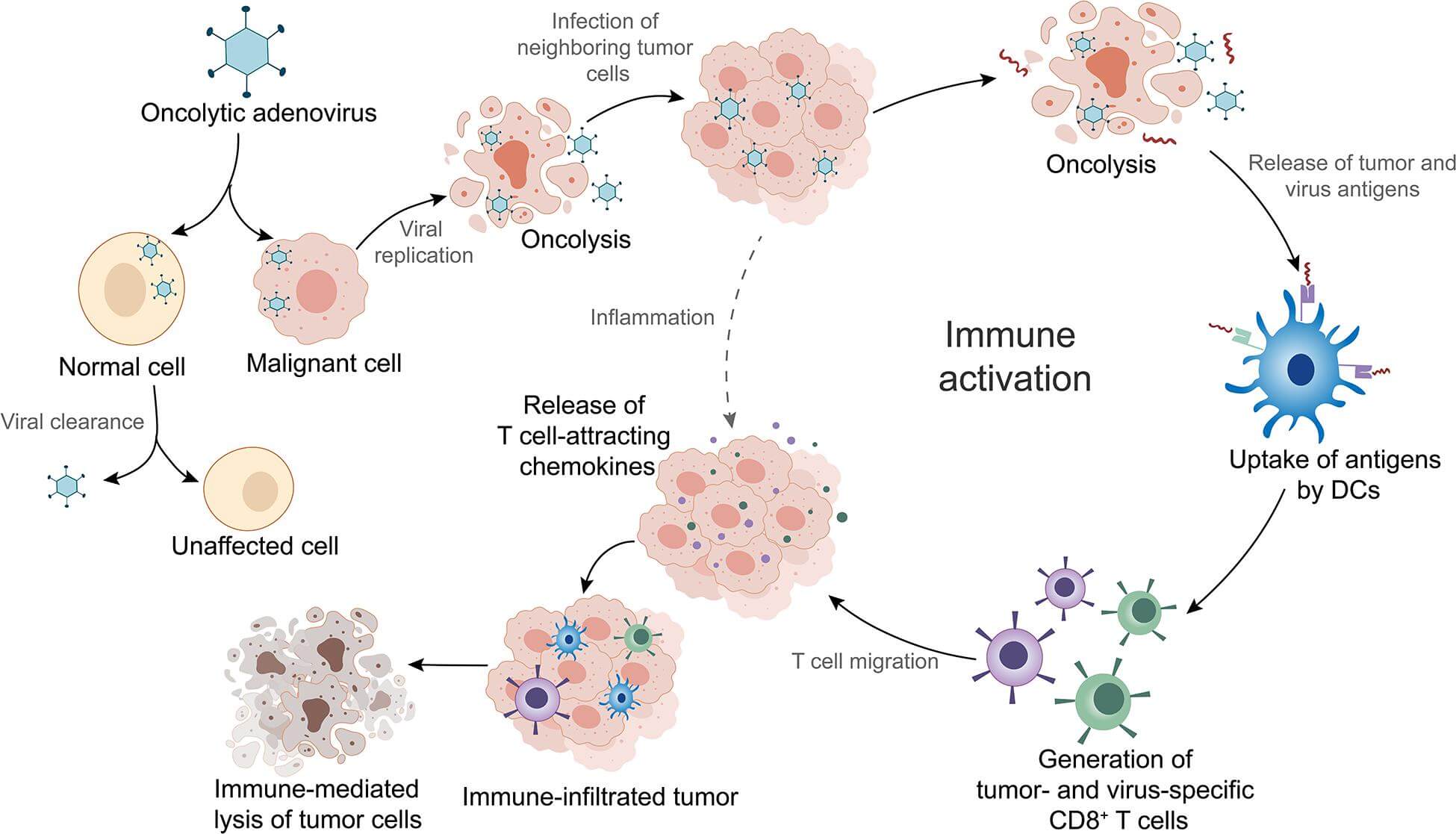 Mechanism of oncolytic adenoviruses in cancer immunotherapy. (OA Literature)