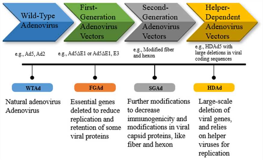 Modification and emergence of third-generation adenovirus vectors. (OA Literature)