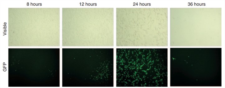 Maraba MG1 infects, replicates in and kills B16-F10 melanoma cells in vitro.