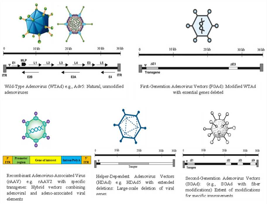 Several ways in which oncolytic adenoviruses perform potency enhancement. (OA Literature)