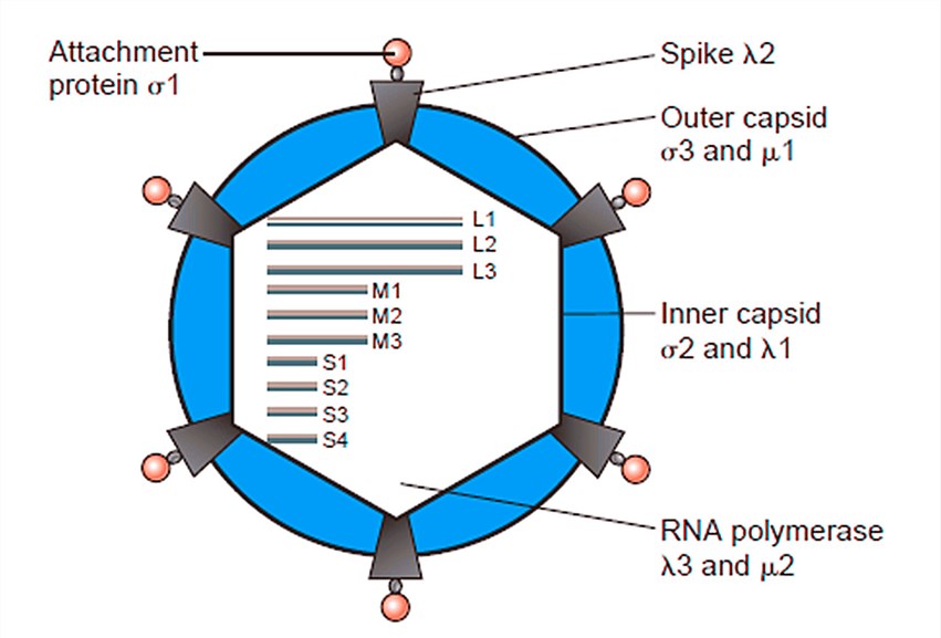 Structural features of mammalian orthoreovirus (mORV)