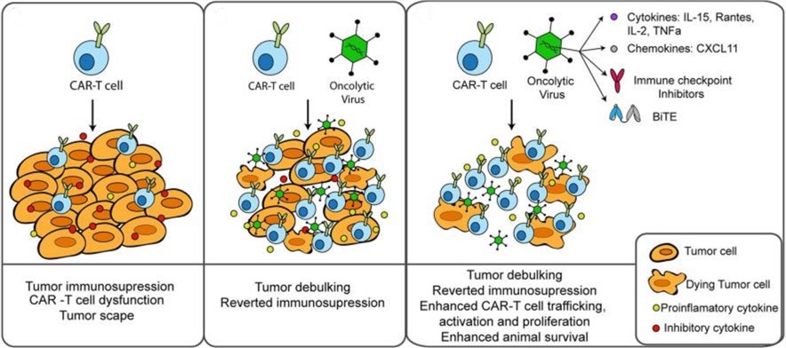 Mechanisms Combination of CAR-T cells and oncolytic virus for the treatment of solid tumors.