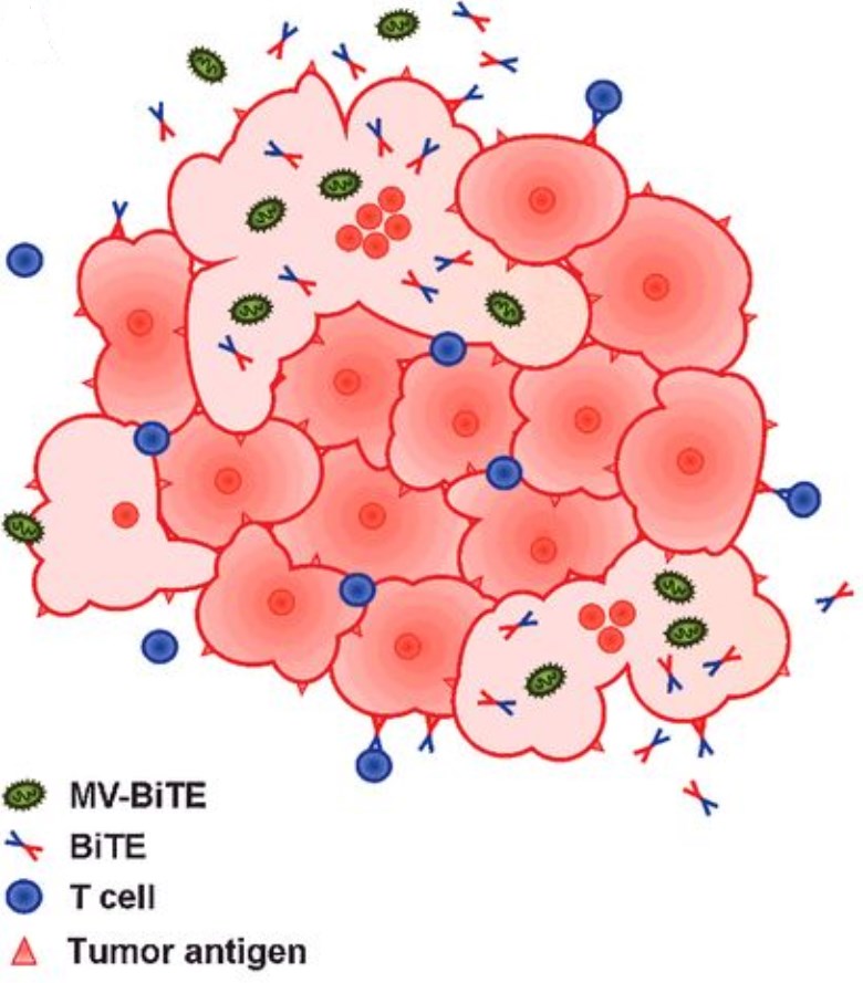 MV-BiTE-infected tumor cells express and secrete BiTE antibodies. 