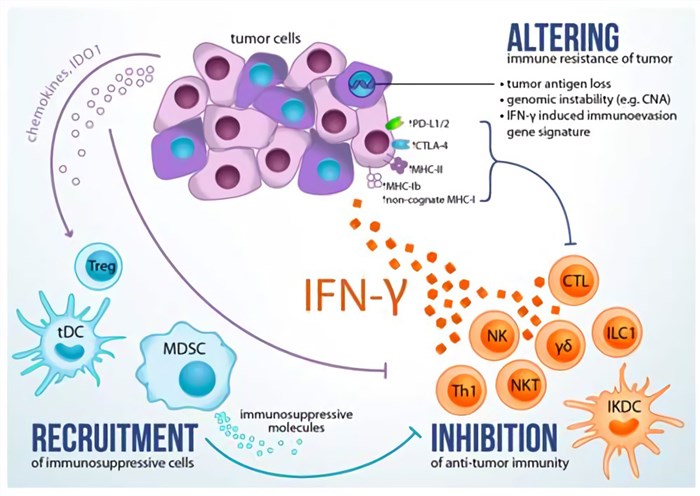 Roles of cytokines in response to tumor cells.