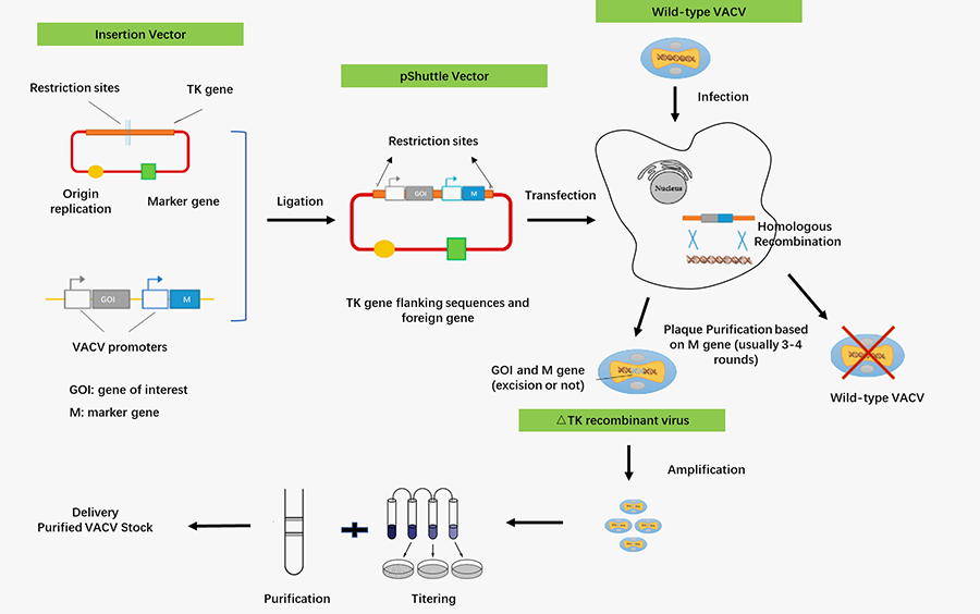 Workflow of oncolytic VACV construction at Creative Biolabs.