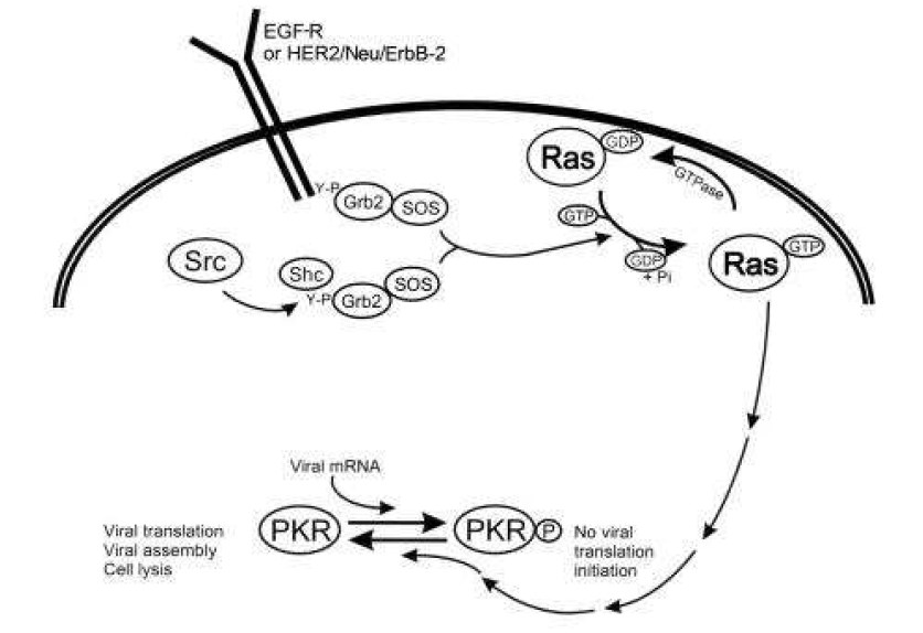 Usurpation of the Ras signaling pathway by RV.