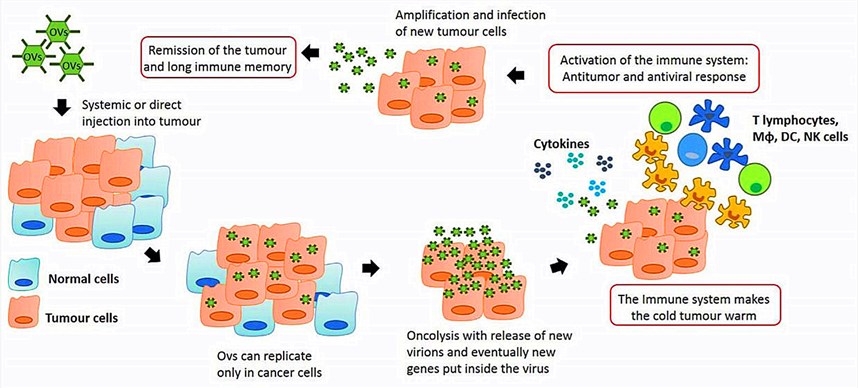 Anti-tumor immunity by oncolytic virus therapy. 