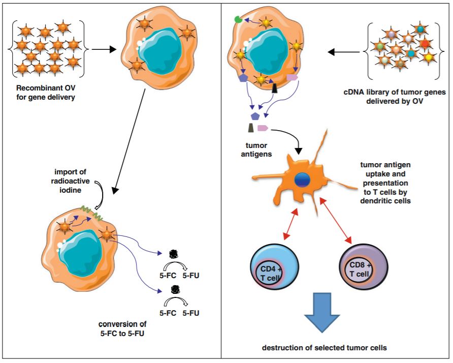 Oncolytic viruses as a tool to eliminate multidrug-resistant lung cancer cells.