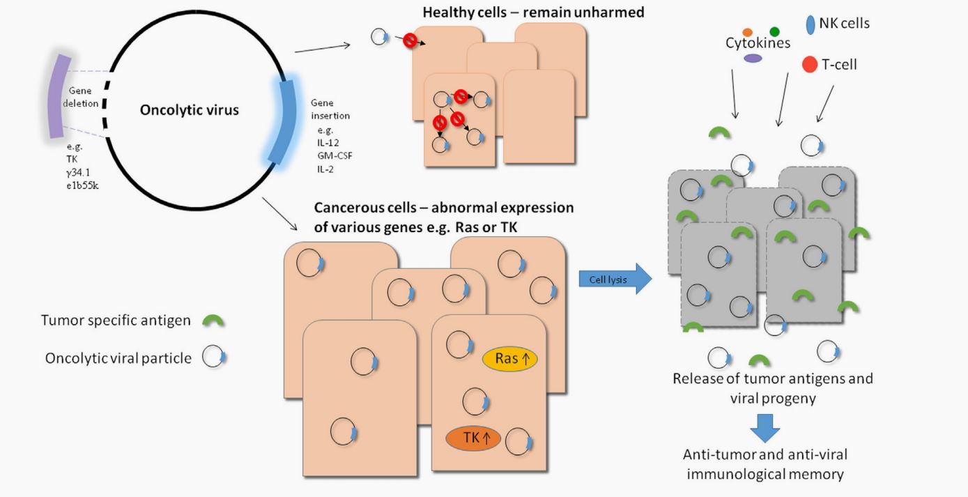 Overview of oncolytic viral therapy.