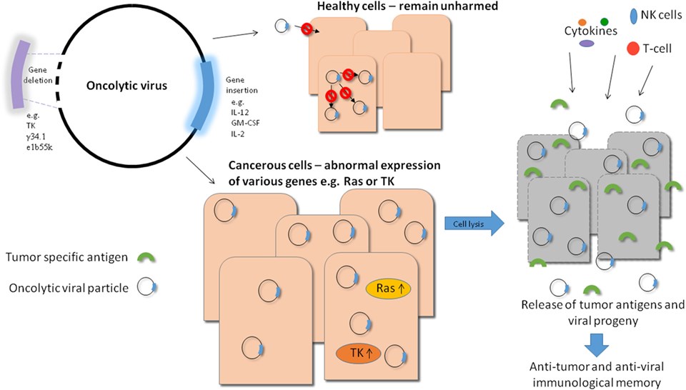 Overview of oncolytic viral therapy.