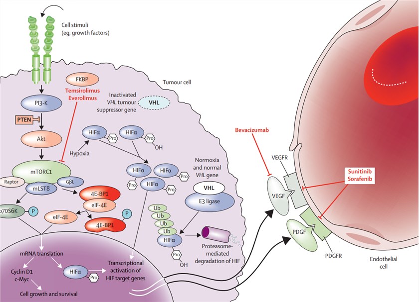 Biological pathways and the resulting therapeutic targets in renal cell carcinoma. 
