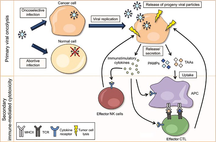 Oncolytic virus-mediated primary and secondary tumor cell lysis.
