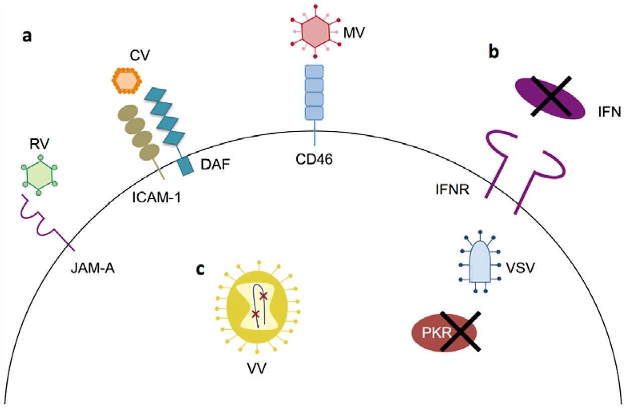 Primary mechanisms of tumor specificity for oncolytic virotherapy in multiple myeloma. 