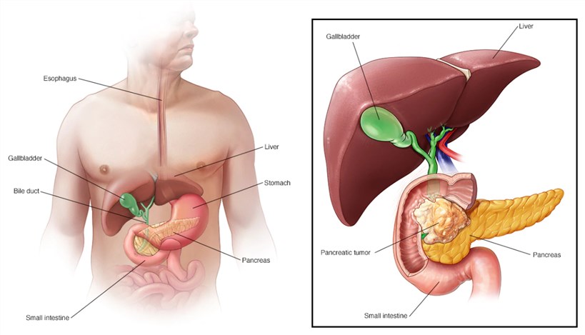 The pancreas in the digestive system.