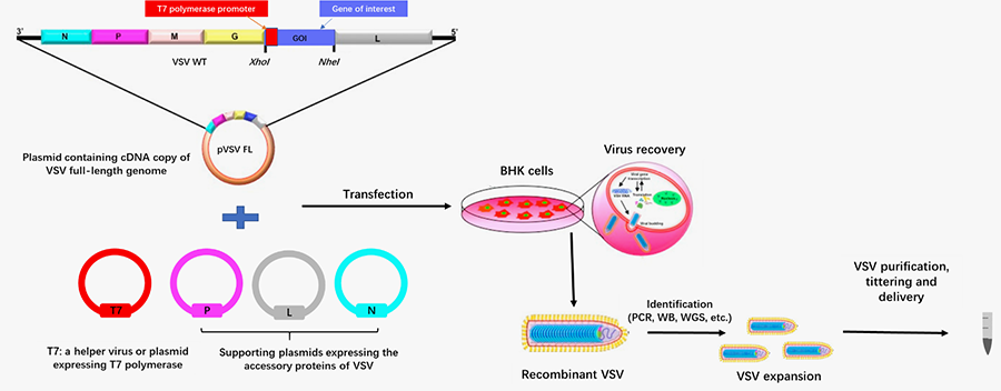 Workflow of oncolytic VSV construction at Creative Biolabs.