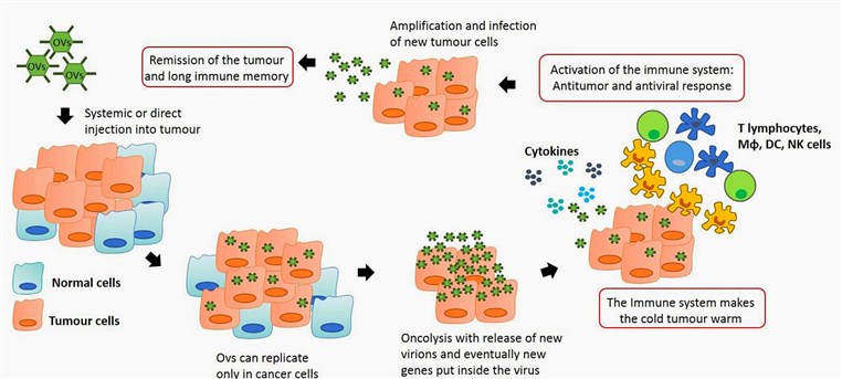 Anti-tumor immunity by oncolytic virus (OV) therapy.
