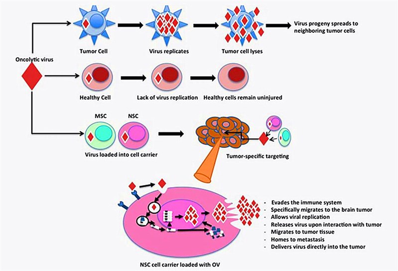 Comparison of modified virus behavior in healthy cells and tumor cells.