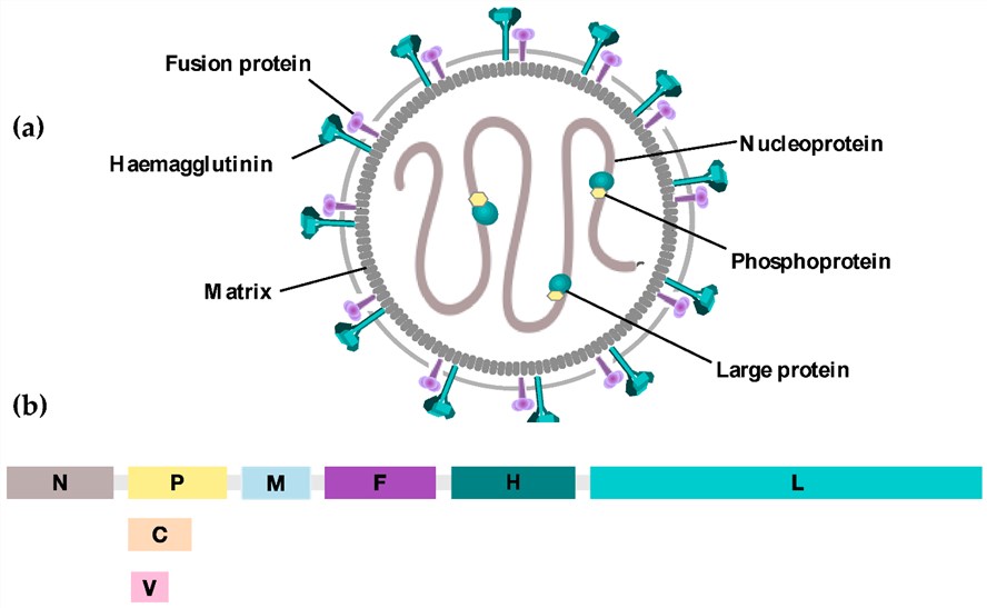 A diagrammatic representation of the measles virus structure.