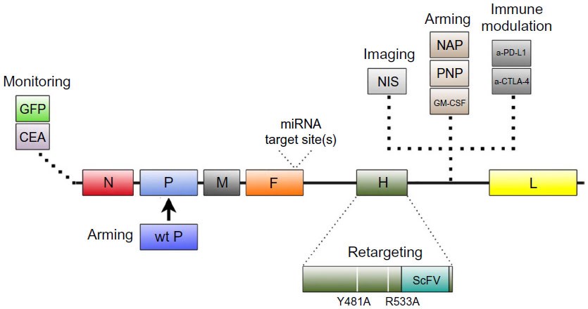 Summary of modifications introduced into MV-Edm through genetic engineering.