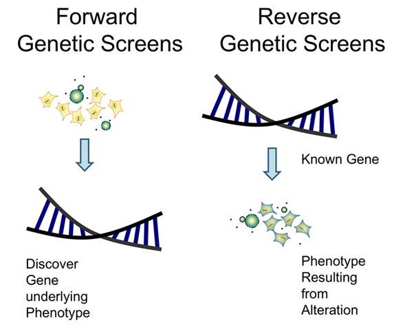 Forward genetics and reverse genetics.