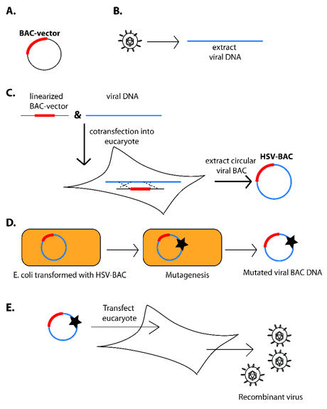 Construction of viral bacterial artificial chromosomes (BACs).