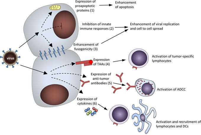 Antibody expressing Oncolytic Virus