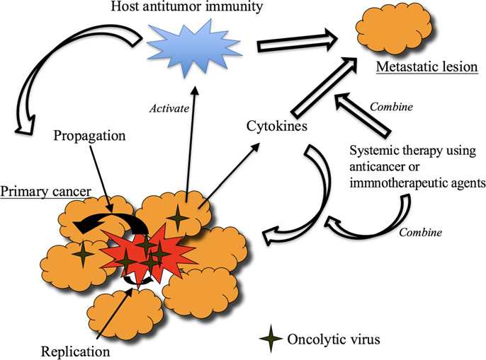 Mechanisms of action of oncolytic virus therapy.
