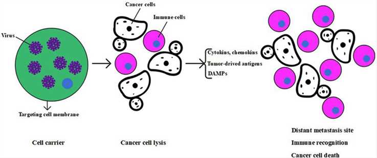 Anticancer mechanism of oncolytic virus.