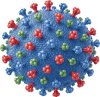 Herpes Simplex Virus