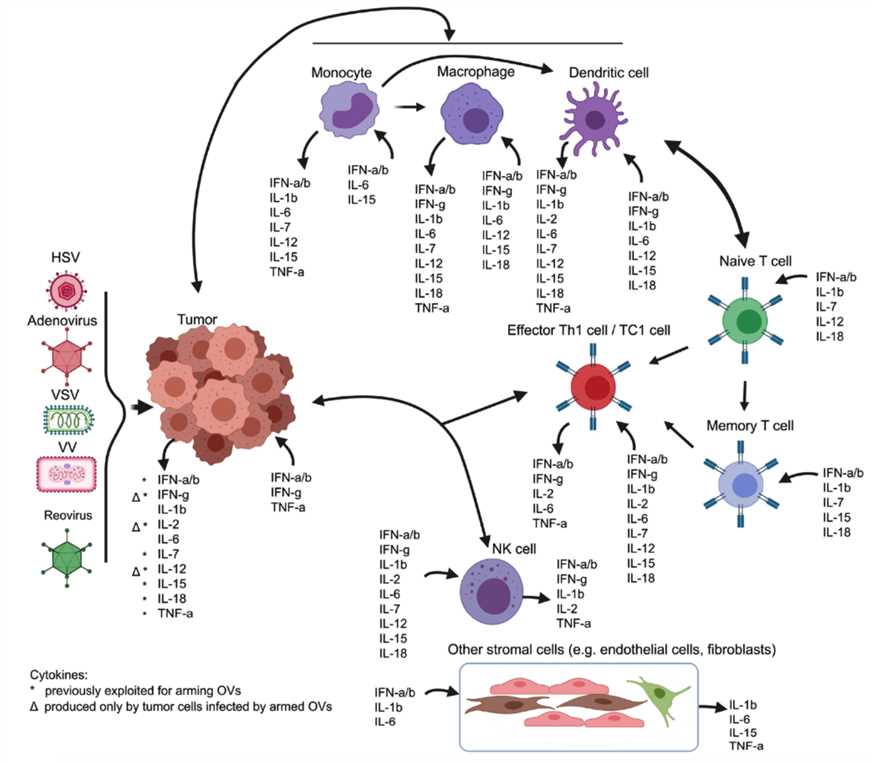 Interferons, interleukins, and tumor necrosis factors participating in antitumor immunity described upon oncolytic virotherapy. 