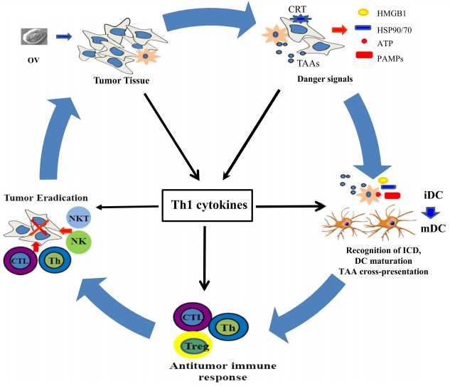 Immune-stimulatory molecules expressed by recombinant OV to potent antitumor immunity.