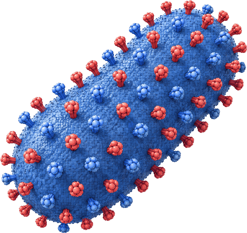 Maraba Virus