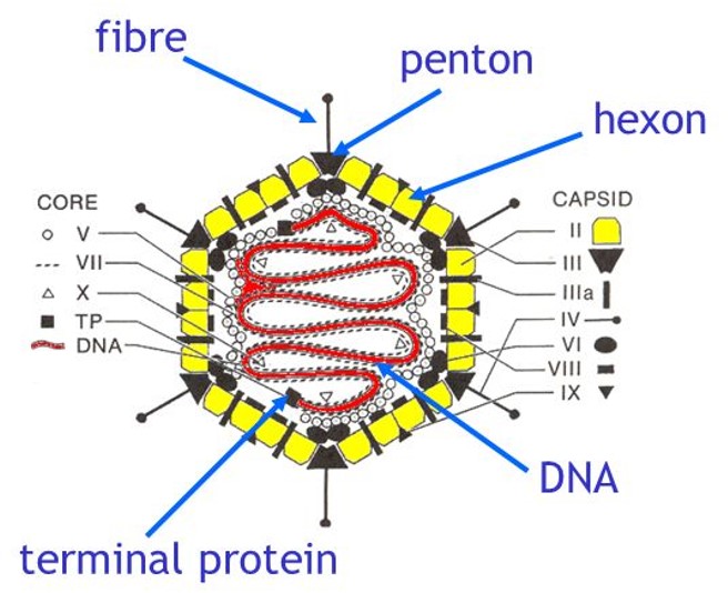 Oncolytic Adenovirus Construction Kit