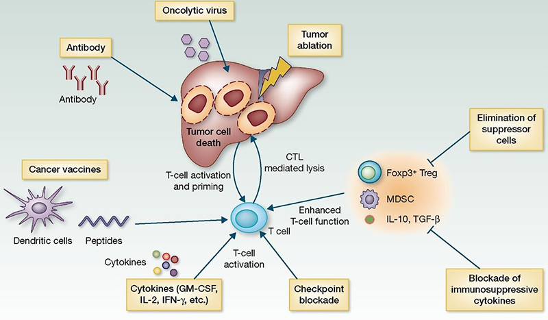 Oncolytic Virotherapy Development for Hepatocellular Carcinoma
