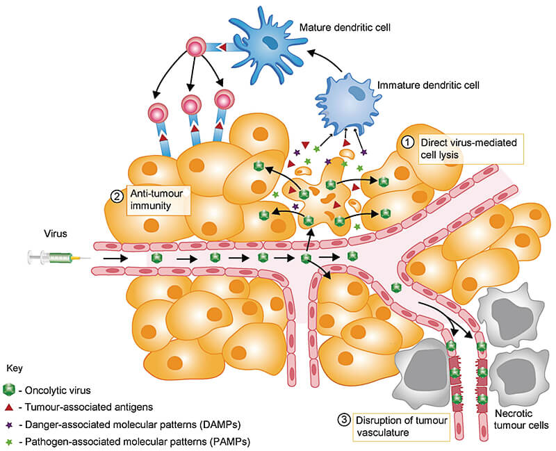 Oncolytic Virotherapy Development for Lung Cancer