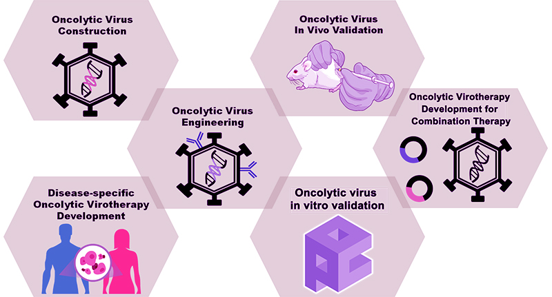 Oncolytic Virus Therapy Development