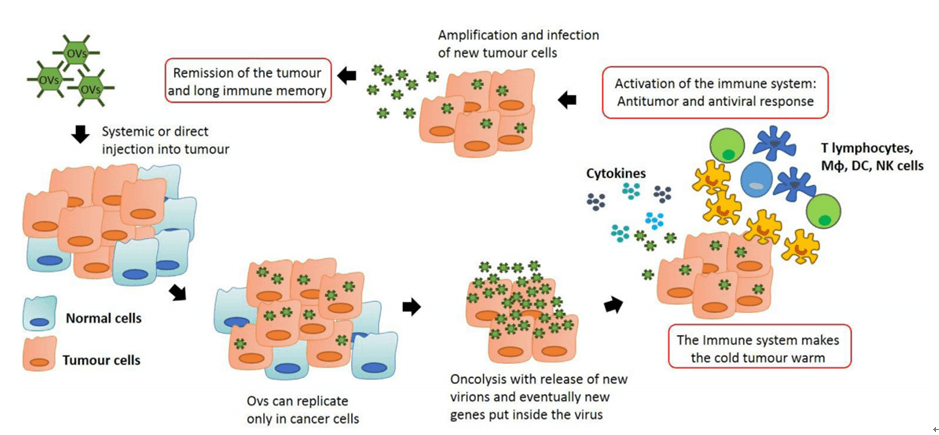 Anti-tumor immunity by oncolytic virus therapy.