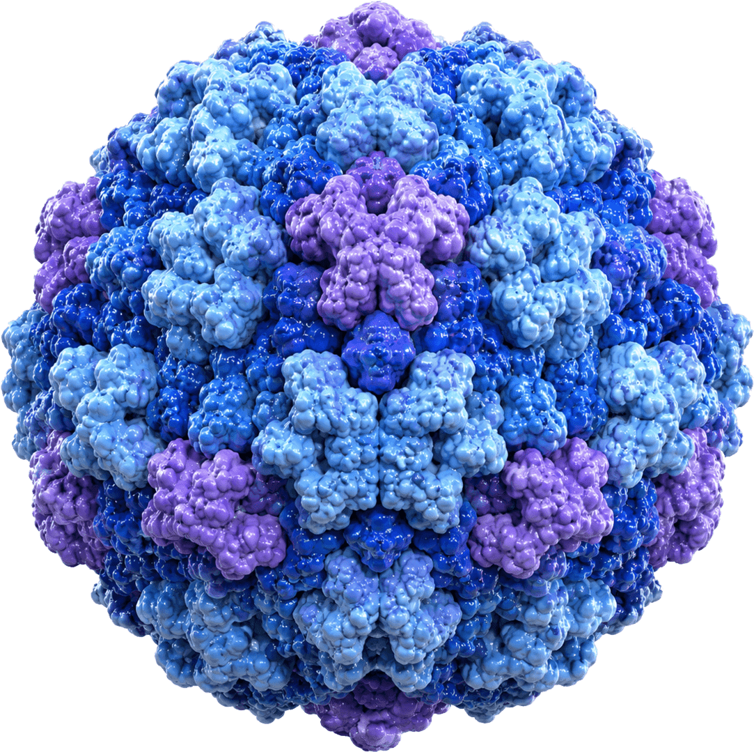 Parvovirus