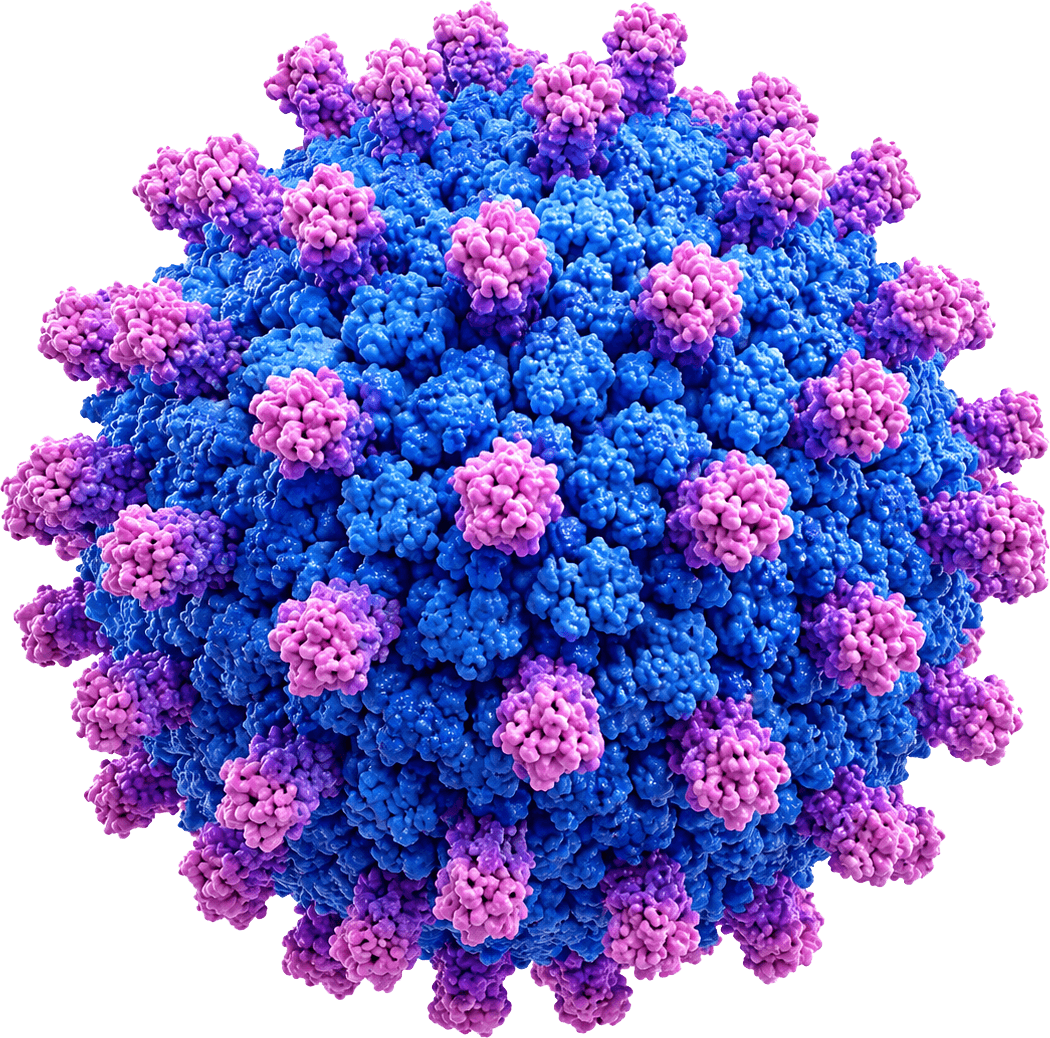 Semliki Forest Virus
