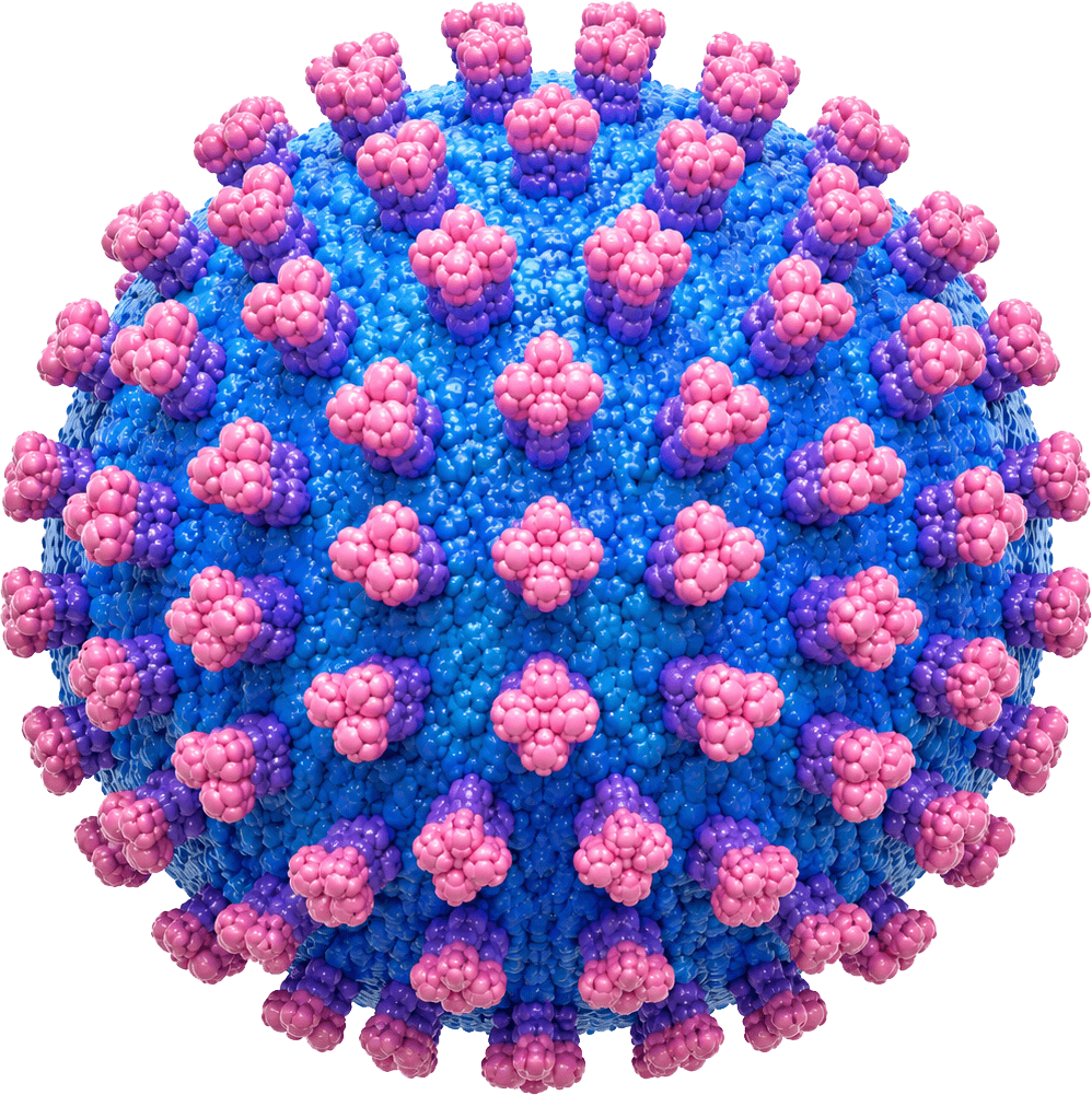 Sindbis Virus