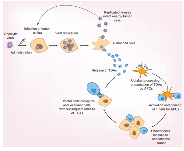 Viral oncolysis mechanism of action and immunogenic response to viral infection.